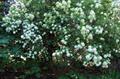 common gardenia
